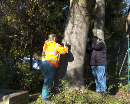 KNTB zahájila likvidaci invazivního pajasanu