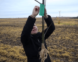 V kyjovské Aleji života přibyly další stromy