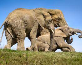 Od magické hranice 800 000 návštěvníků dělí zlínskou zoo už jen pár dnů