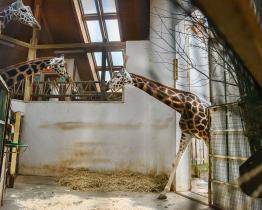 Předčasný dárek v Zoo Zlín! Ze Dvora Králové přicestovala žirafa Ema