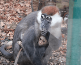 Hodonínská zoo má nové přírůstky v pavilonu opic