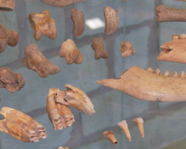 Naši předkové pěstovali vinnou révu o 500 let dřív, než se předpokládalo