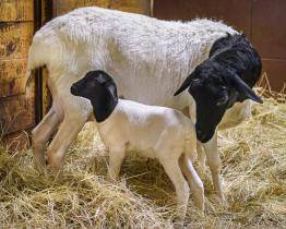 Prvním mládětem roku 2026 v Zoo Zlín je ovečka somálská. Samička dostala originální jméno