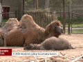 V Zoo Hodonín odstartoval baby boom