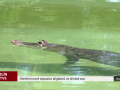 Otevření nové expozice aligátorů ve zlínské zoo