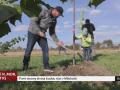 První stromy života budou růst v Milokošti