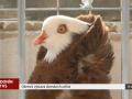 V Hodoníně se konala okresní výstava chovatelů domácích zvířat