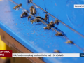 V loňském roce kraj podpořil více než 150 včelařů
