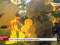 Vinaři v Sadech pořádají Degustace z gauče