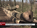 Rada města snížila ve svých lesích ceny dřeva za samotěžbu