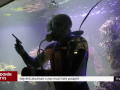 Největší akvárium v zoo musí čistit potápěč