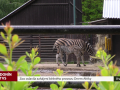 Zoo oslavila zahájení běžného provozu Dnem Afriky