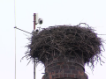 Čapí hnízdo čeká na své obyvatele pod dohledem kamery