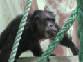 ŠimpanZoom nabízí život primátů on-line
