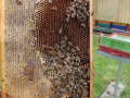 Mezi včelaře rozdělí kraj více než milion korun