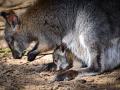 Klokaní babyboom ve zlínské zoo