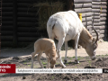 Babyboom v zoo pokračuje, narodilo se mládě adaxe núbijského