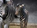 Zoo hlásí nové přírůstky, gibona i zebru