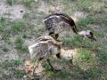 Hodonínské zoo se povedl historický prvoodchov nandua pampového