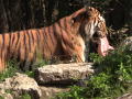 Hodonínští tygři slavili svátek