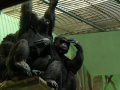 Do Hodonína doputovali brněnští šimpanzi