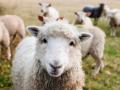 Chovatelé uhynulých ovcí a ryb žádají kraj o náhradu škod