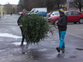 Začal čas likvidace vánočních stromků