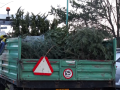 Vánoční stromky se přemění na kompost