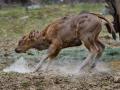Chovatelský úspěch zlínské zoo! Narodilo se zde první mládě gaura indického