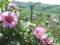 Jedna ze zahrad skrývá nejkrásnější květy v Evropě