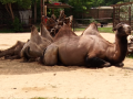 Zoo v létě zve na nové přírůstky i akce