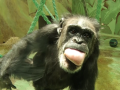 Šimpanzi z hodonínské zoologické zahrady oslavili svůj den