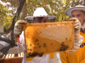 Studenti gymnázia chovají v prostorách školy včely