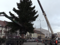 Na Masarykově náměstí už stojí vánoční strom