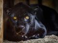 Smutné zprávy ze zlínské zoo. Na Štěpána zemřel jaguár Danny