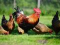V celém Česku platí zákaz venkovního chovu drůbeže. Důvodem je ptačí chřipka