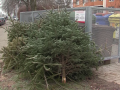 Sběr vánočních stromků bude ve Zlíně zahájen příští pondělí. Stromky neřezejte, nelámejte ani nevkládejte do kontejnerů