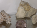 Na zámku Kinských vystavují výstavu Zkamenělá moře Valašska