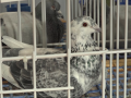 Poštovní holubi se sletěli do Hluku na celostátní výstavu