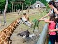 Mimořádná návštěvnost v roce 2022 přinesla zlínské zoo rekordní příjmy