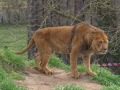 Nový pár lvů berberských už prozkoumal i venkovní výběh