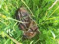 Myslivci v Luhačovicích zachránili srnčata ukrytá ve vysoké trávě