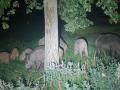 Zlínské Jižní Svahy obsadila divoká prasata. Nekrmte je, varuje město