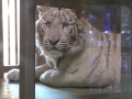Bílá tygřice odebraná z nelegálního chovu zamířila z Hodonína do Německa