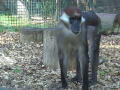 Zoologická zahrada Hodonín má republikový unikát