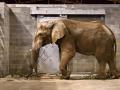 Zlínská zoo si splnila chovatelský sen! Do zoo dorazil třicetiletý sloní samec Jack