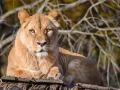 Zlínská zoo chce zřídit záchranné a chovné centrum pro lvy