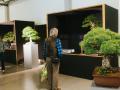 Floria podzim předvede na Výstavišti v Kroměříži kouzlo japonských bonsají