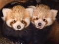 Čtyřměsíční dvojčata pandy červené už skotačí v přírodním výběhu