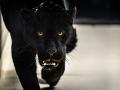 Obrovská radost ve zlínské zoo! Z Francie dorazil nový samec jaguára jménem Akabo